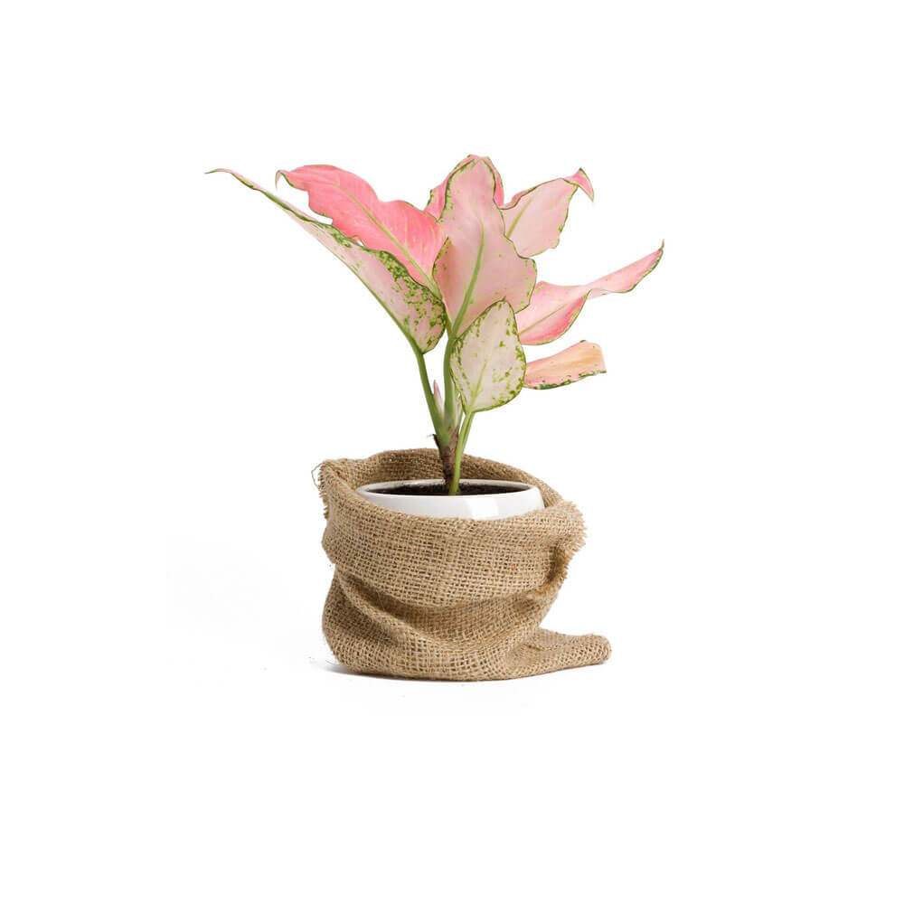 pro_02 گلدان آپارتمانی کراسولا آواتا - Image 1