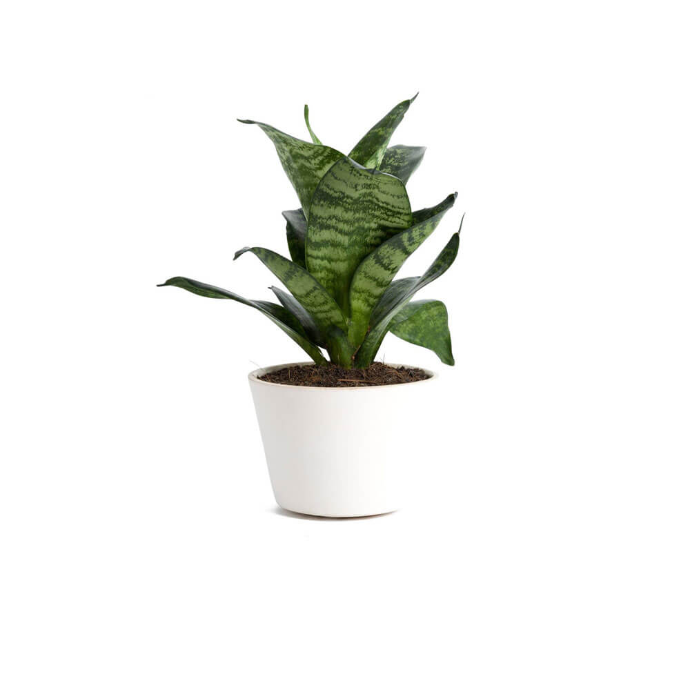 pro_05 گلدان آپارتمانی ورزیا زبرا - Image 1