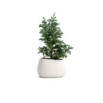 گلدان آپارتمانی کراسولا آواتا - Image 4