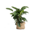 گلدان آپارتمانی دراسنا کامپکت - Image 2