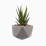 گلدان آپارتمانی پتوس - Image 2