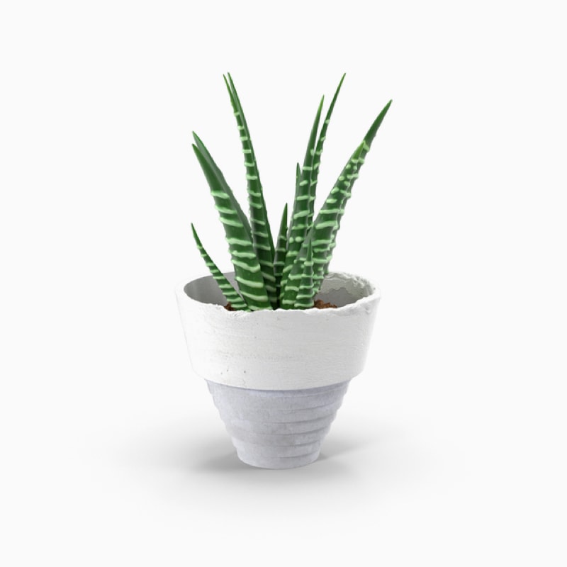 product-12 گلدان آپارتمانی پتوس - Image 1