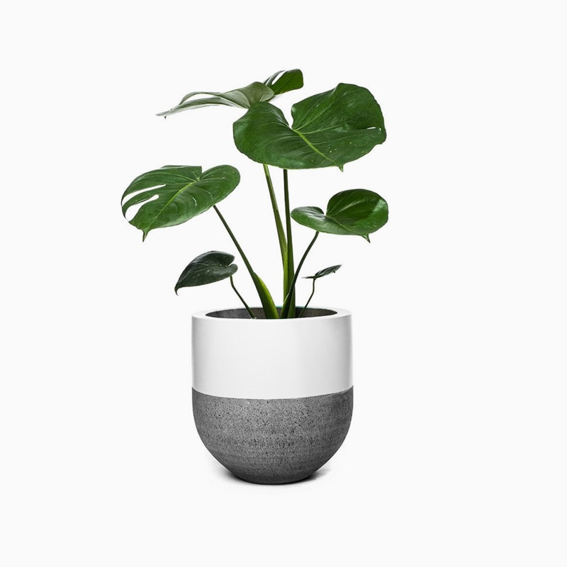 product-18 گلدان آپارتمانی یوکا بدون ساقه - Image 1