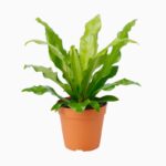 گلدان آپارتمانی یوکا بدون ساقه - Image 2