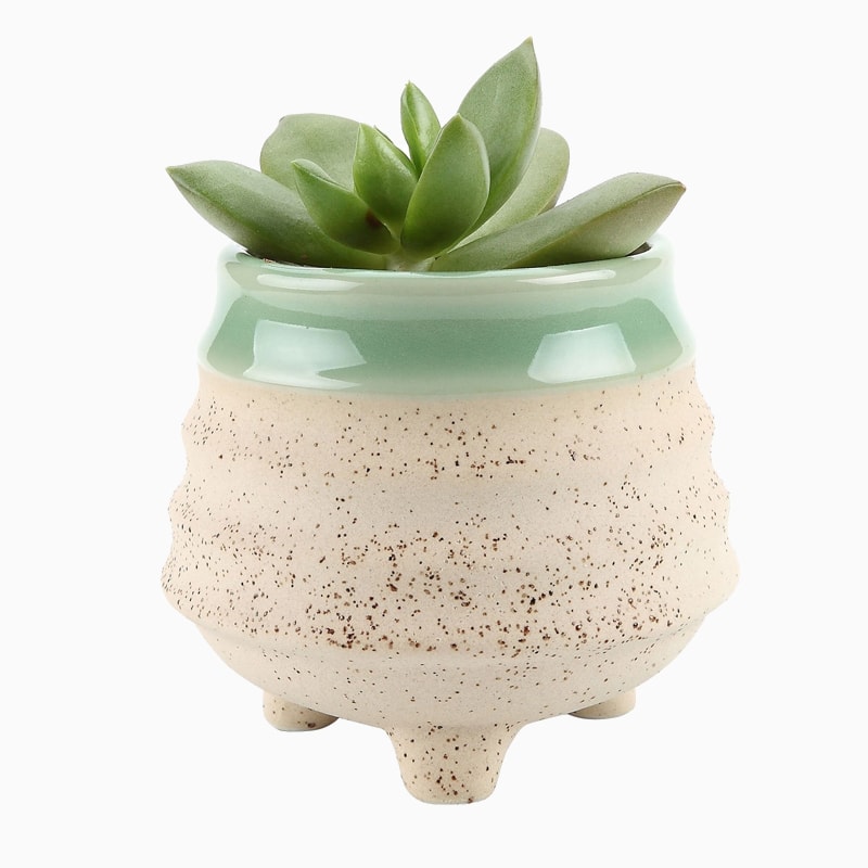 product_26 گلدان آپارتمانی تیلادنسیا - Image 1